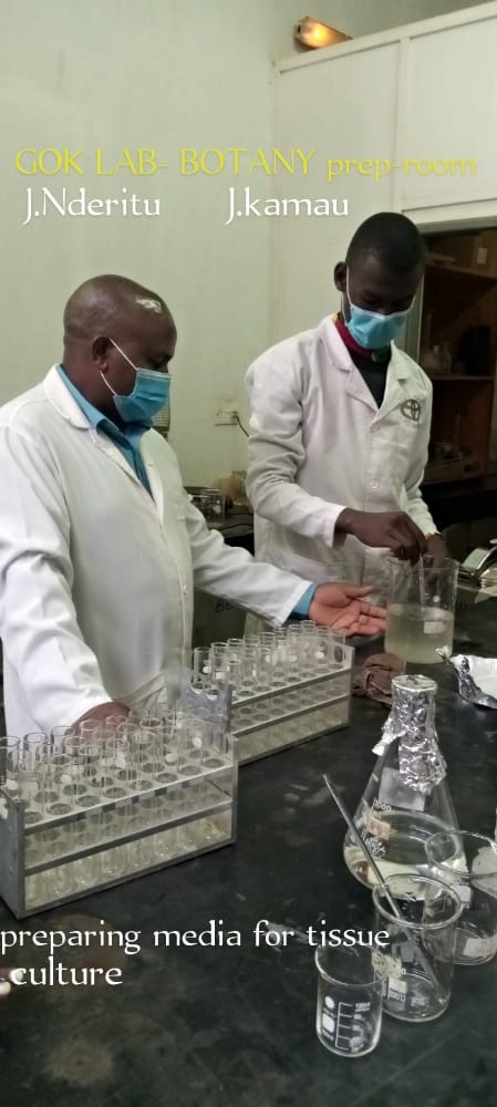 kamau 1